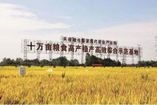 梧州关于成都商务伴游外围雇用的信息
